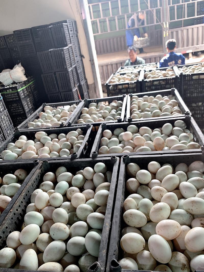鸭蛋新鲜鸭蛋新鲜鸭蛋大量供应充足货源鸭蛋