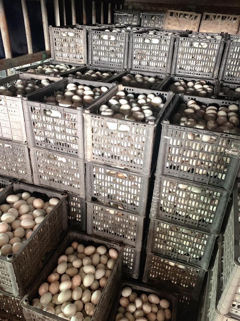 鸭蛋新鲜鸭蛋新鲜鸭蛋大量供应充足货源鸭蛋