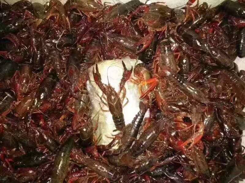 成品小龙虾