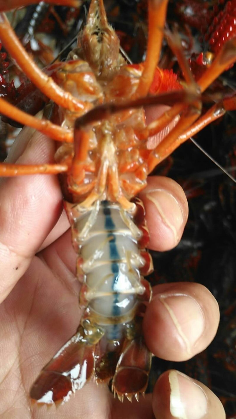 成品小龙虾