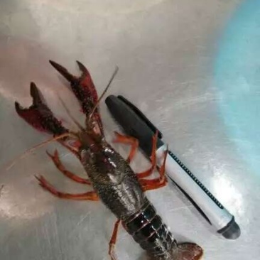 成品小龙虾