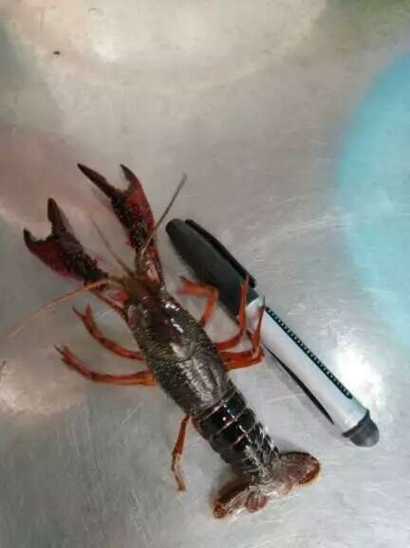 成品小龙虾