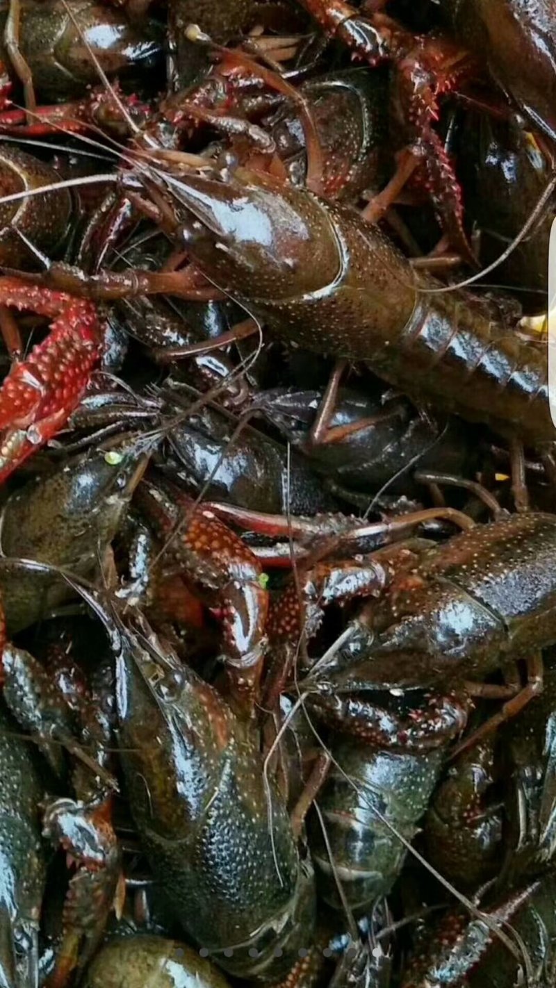 成品小龙虾