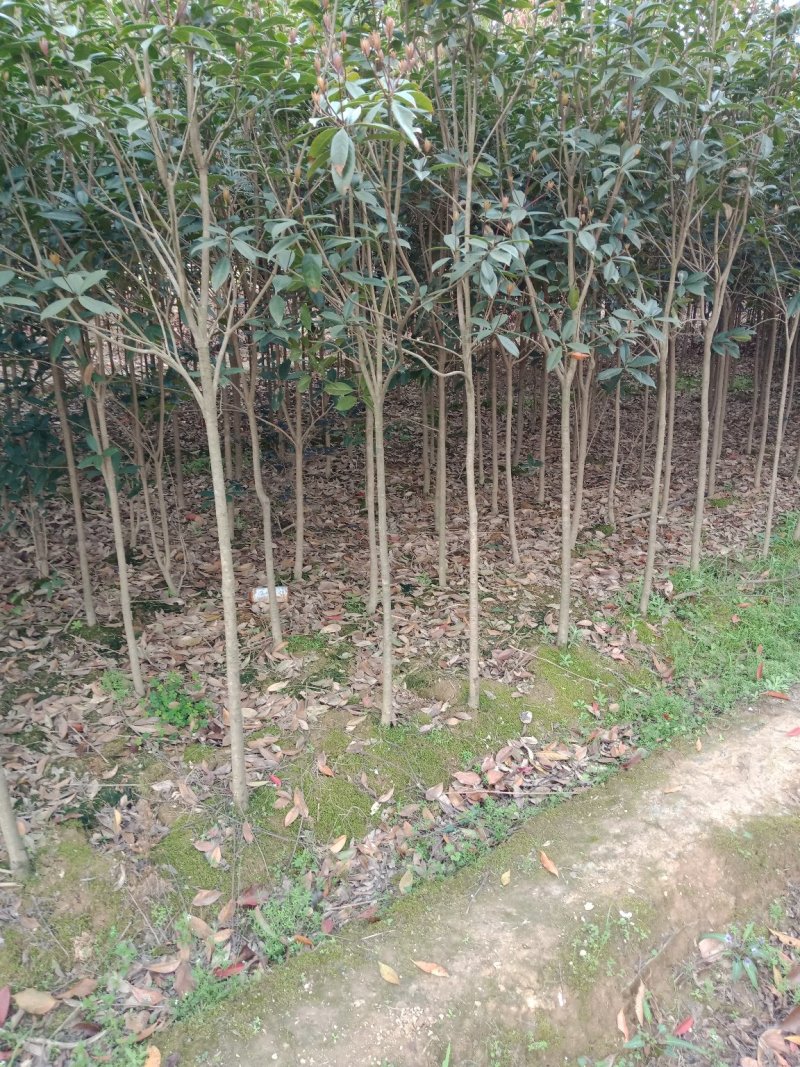 桂花树，绿化苗木精选苗