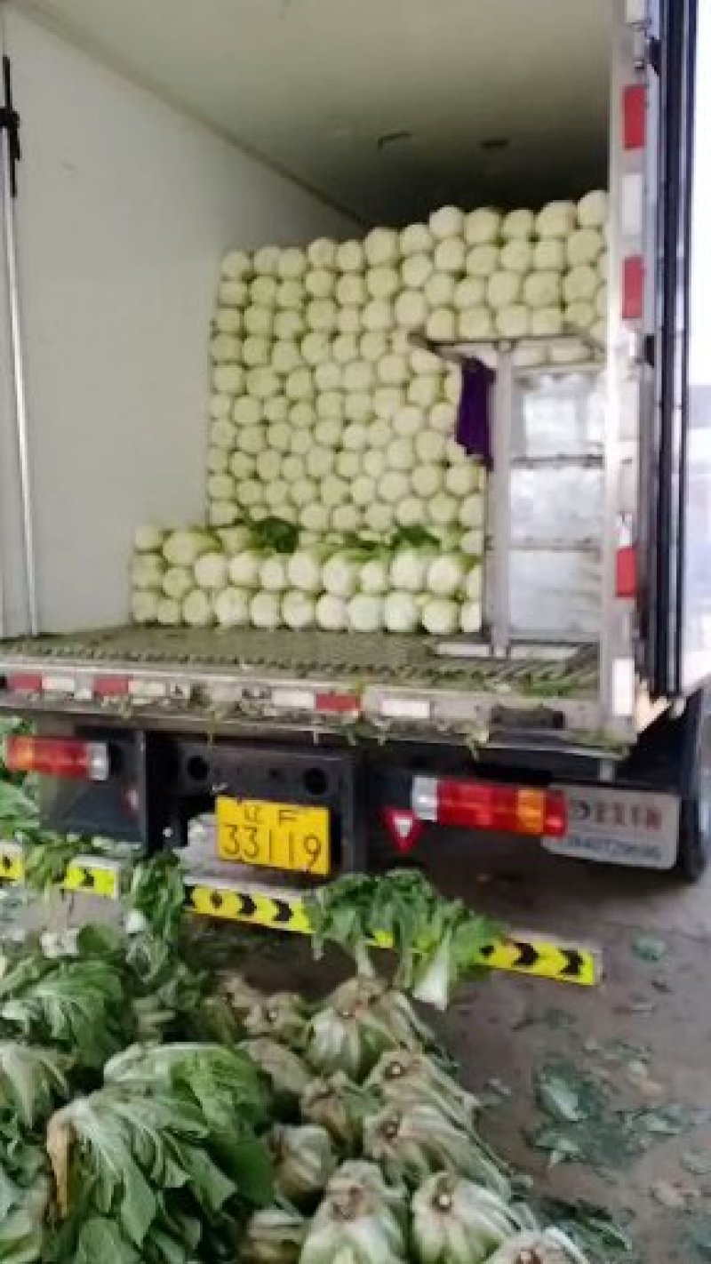 精品大白菜大量上市