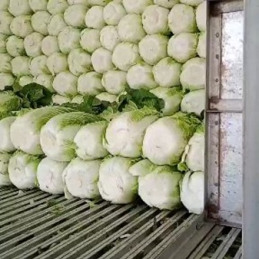 精品大白菜大量上市