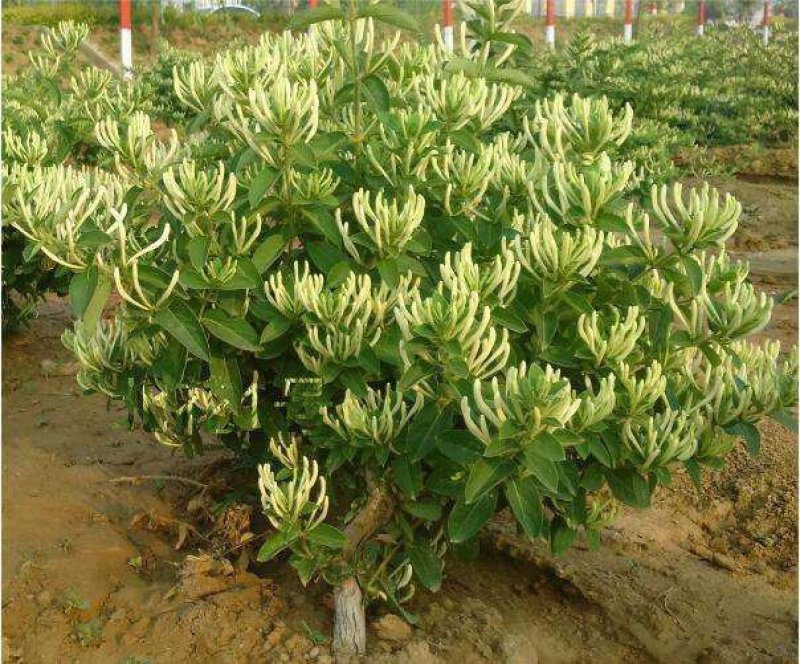 金银花苗盆栽地栽产量高适应性强包成活包邮