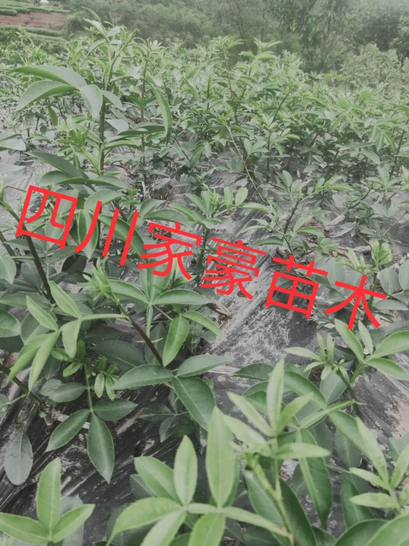 四川正宗天知花椒苗现挖现发果实颗粒大产量高保证保证品种