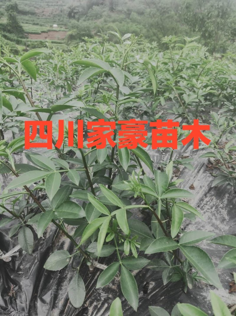 四川正宗天知花椒苗现挖现发果实颗粒大产量高保证保证品种