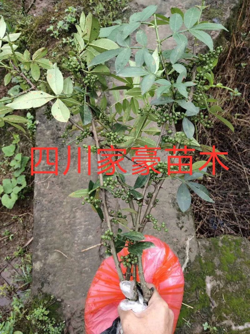 四川正宗天知花椒苗现挖现发果实颗粒大产量高保证保证品种