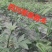 四川正宗天知花椒苗现挖现发果实颗粒大产量高保证保证品种