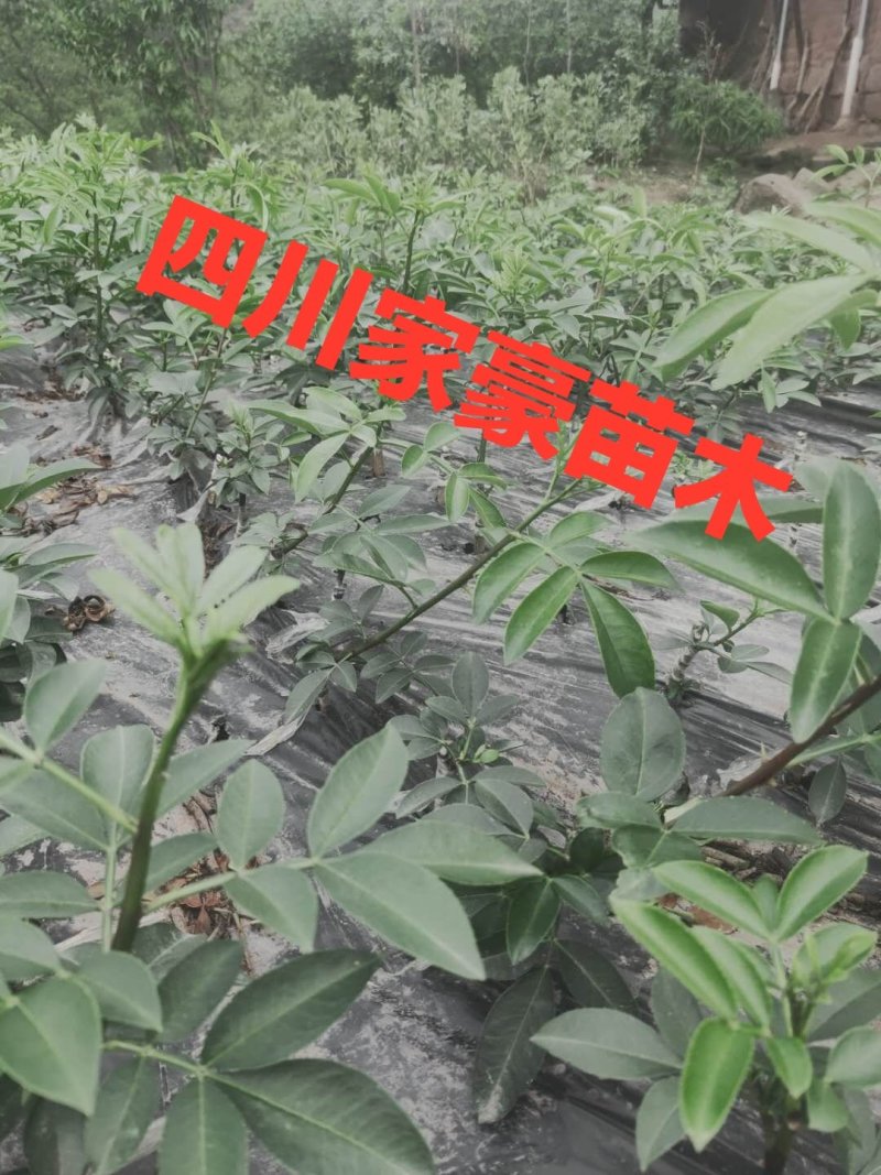 四川正宗天知花椒苗现挖现发果实颗粒大产量高保证保证品种