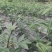 四川正宗天知花椒苗现挖现发果实颗粒大产量高保证保证品种