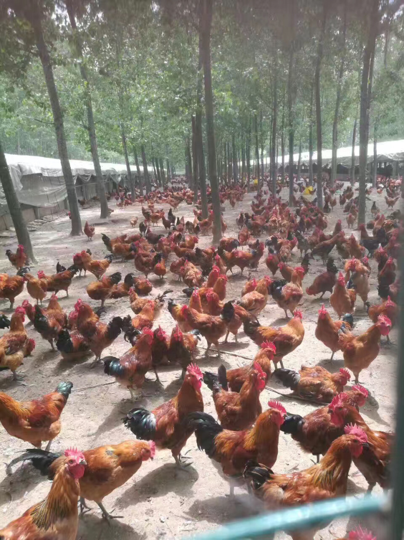 正宗红毛草公鸡种蛋，受精率95％及孵化箱销售