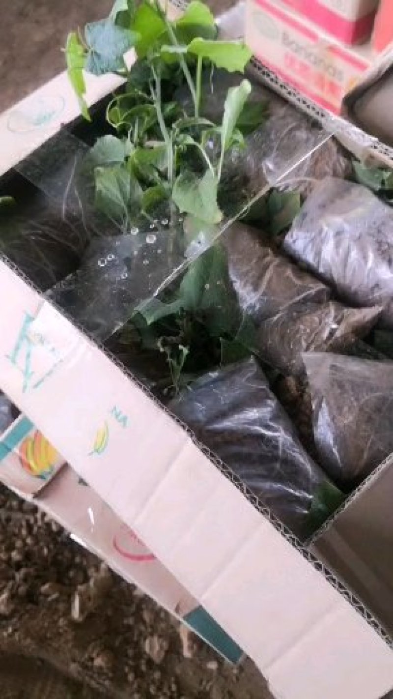 佛手瓜苗子，也是龙须菜种苗，还是丝瓜尖种苗，欢迎订购