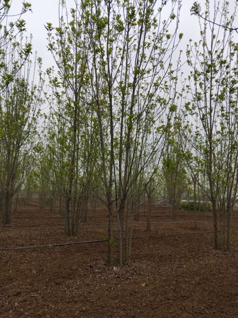 丛生白蜡6-10米量大供应