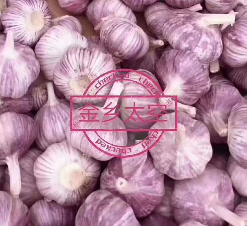 金乡红皮大蒜.支持各种精包装代发全国，天天有货