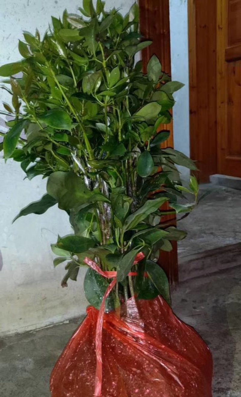 八角树苗广西古龙大红八角嫁接苗，有陈平种，罗马种东荣种