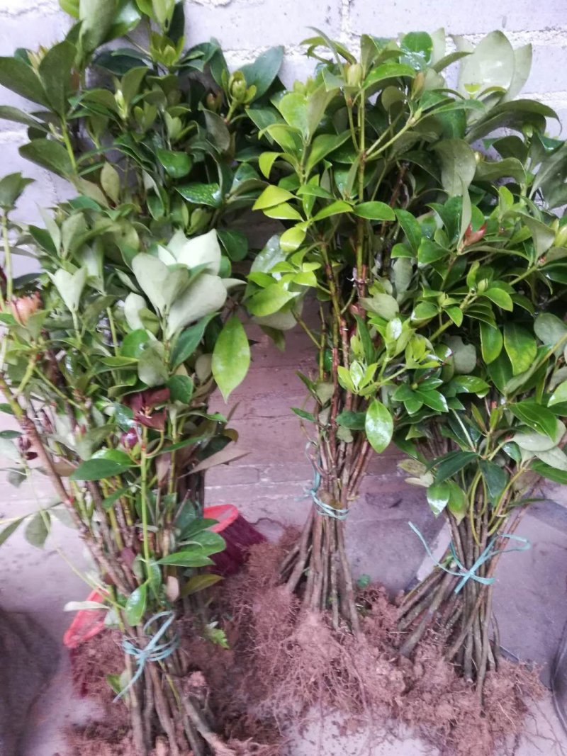 八角树苗广西古龙大红八角嫁接苗，有陈平种，罗马种东荣种
