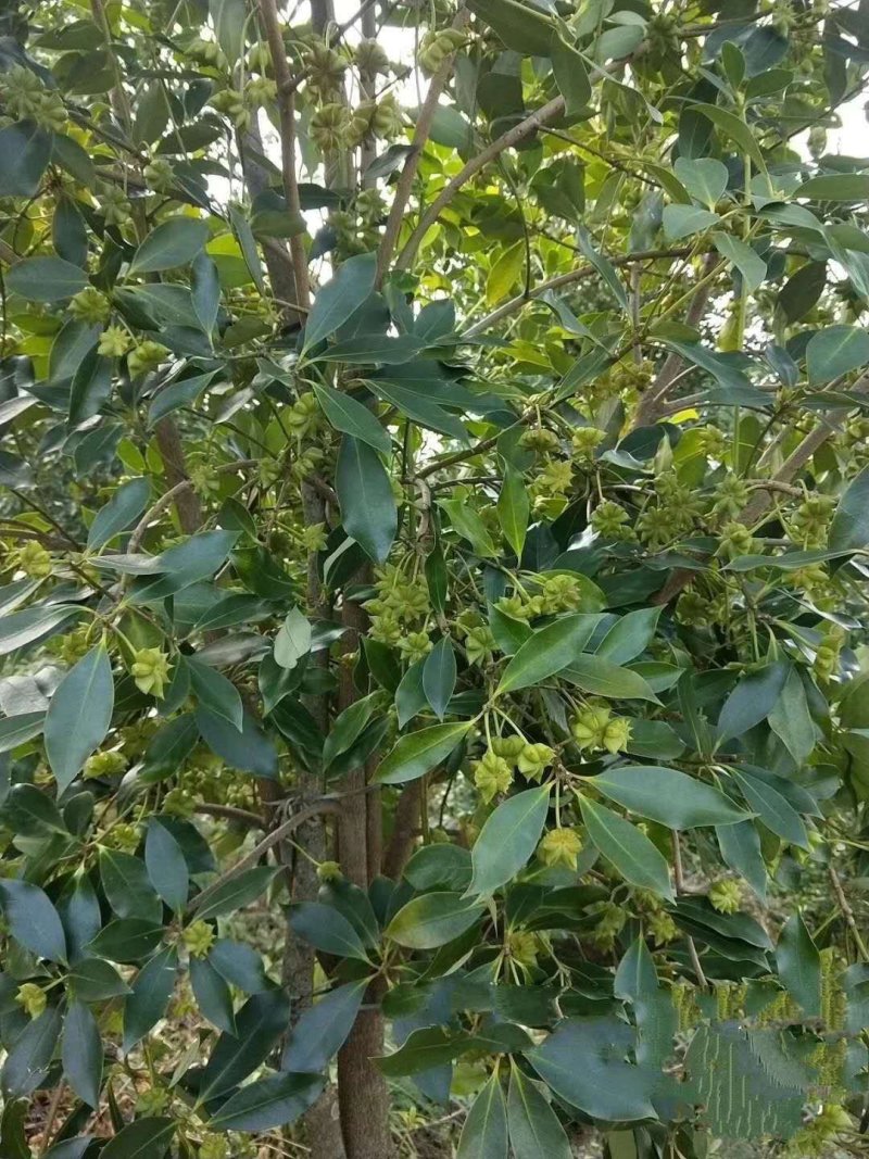 八角树苗广西古龙大红八角嫁接苗，有陈平种，罗马种东荣种