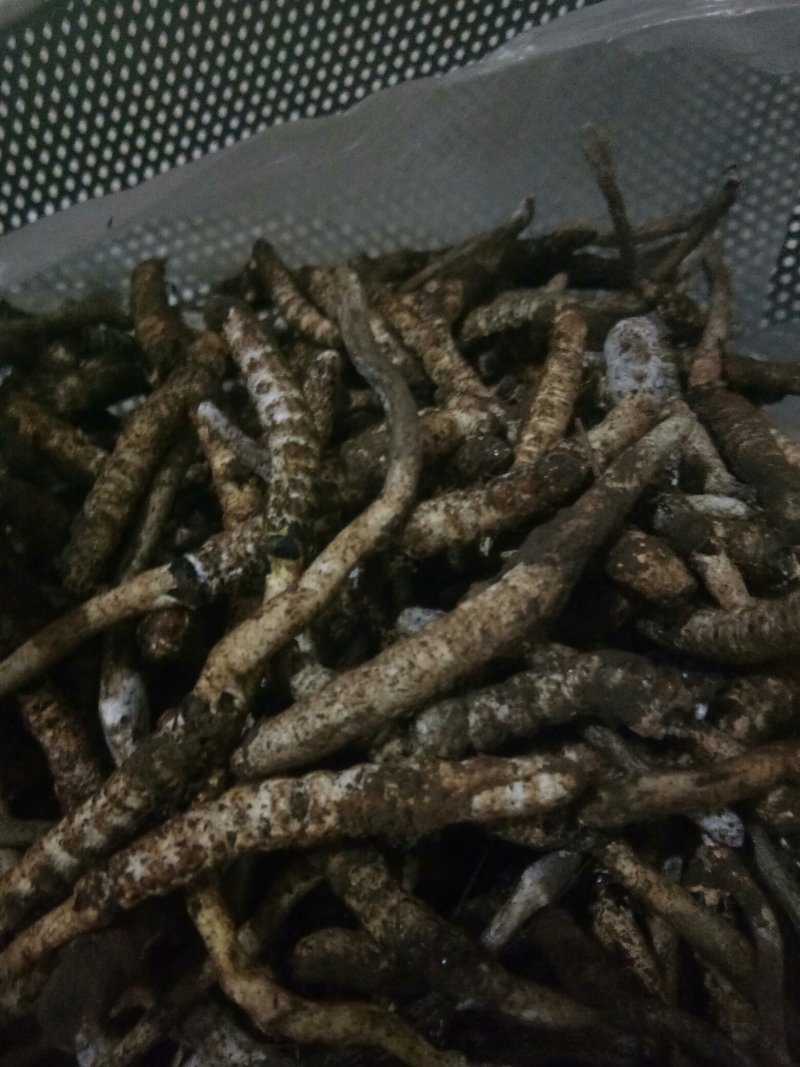 冬虫夏草贵州野生