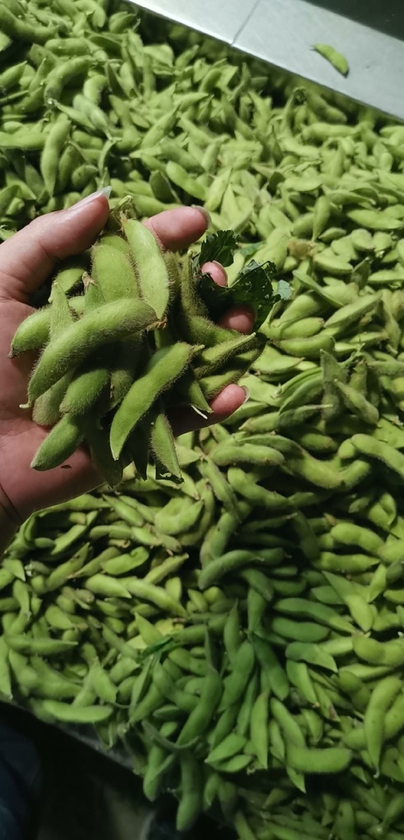 毛豆大量上市5月底大量上市