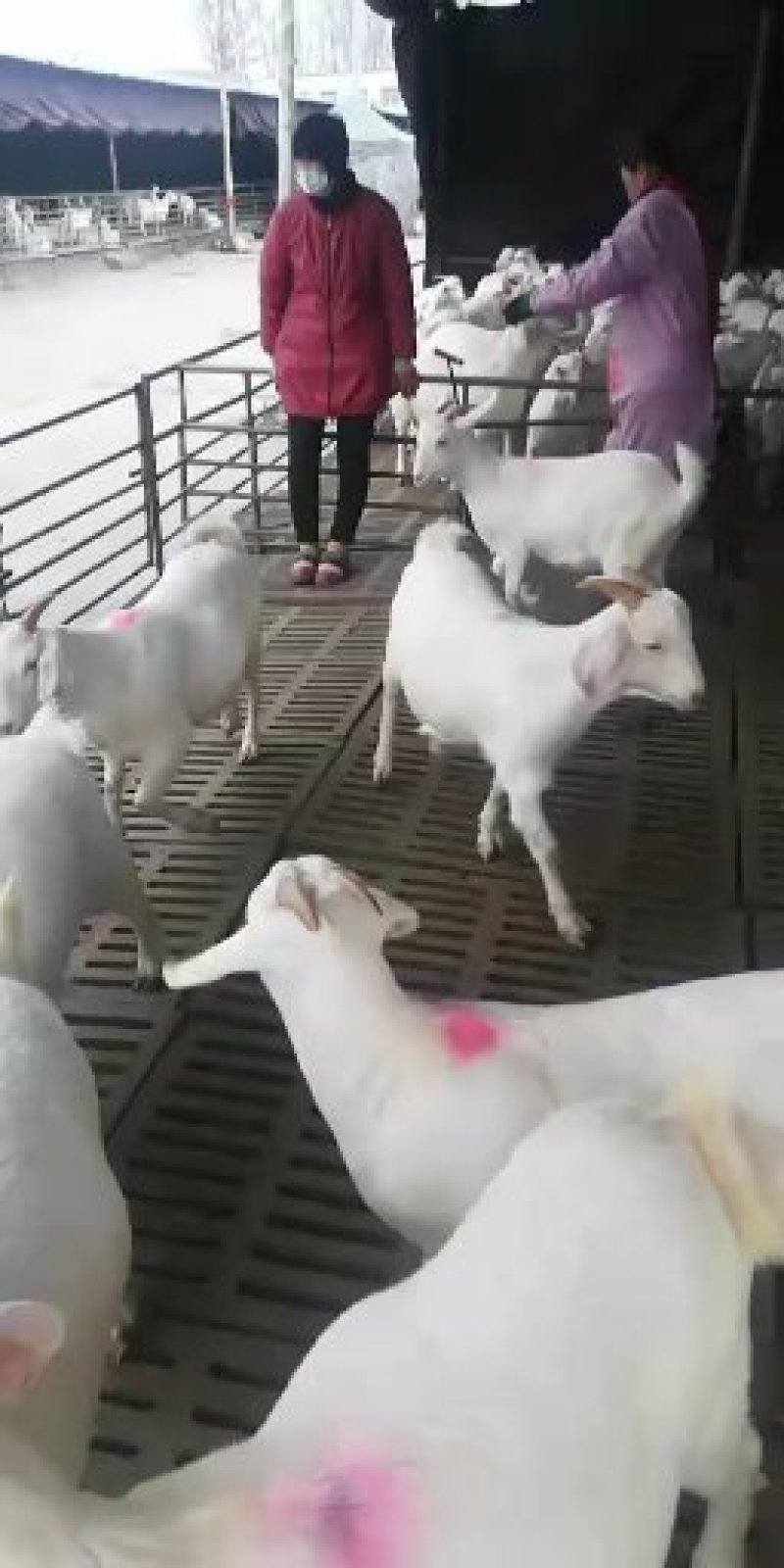 出售美国白山羊小尾寒羊波尔山羊
