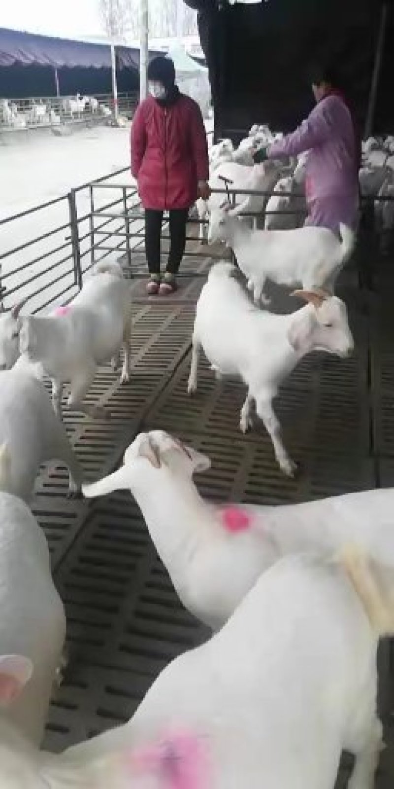 出售美国白山羊小尾寒羊波尔山羊