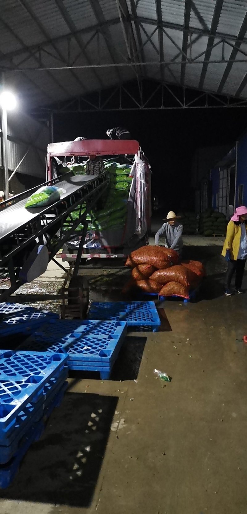 翠绿宝毛豆清洗机，冷库设备齐全5月底上市