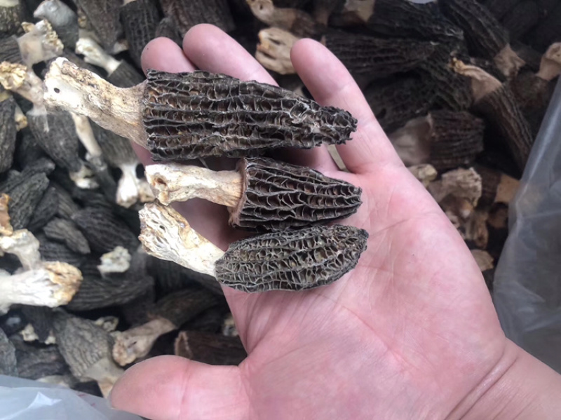 羊肚菌干货250克500克云南特产煲汤食材营养新鲜菇类