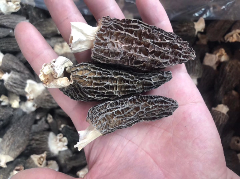 羊肚菌干货250克500克云南特产煲汤食材营养新鲜菇类