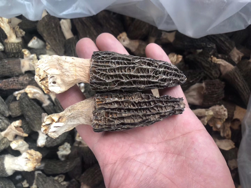 羊肚菌干货250克500克云南特产煲汤食材营养新鲜菇类
