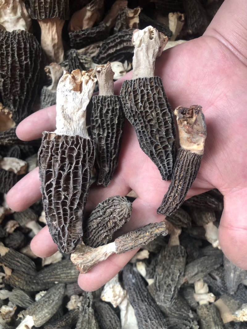 羊肚菌干货250克500克云南特产煲汤食材营养新鲜菇类