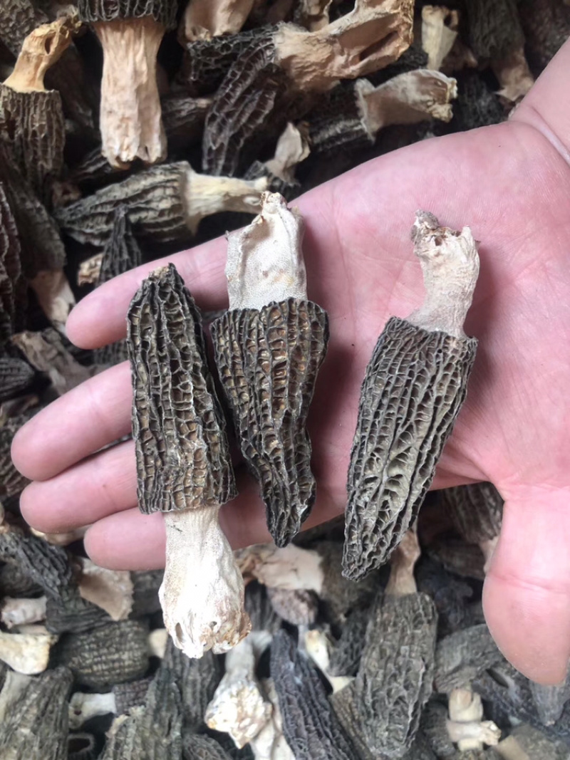羊肚菌干货250克500克云南特产煲汤食材营养新鲜菇类