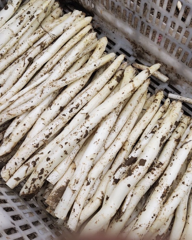 产地直供新鲜优质白芦笋量大从优一次合作终生朋友！