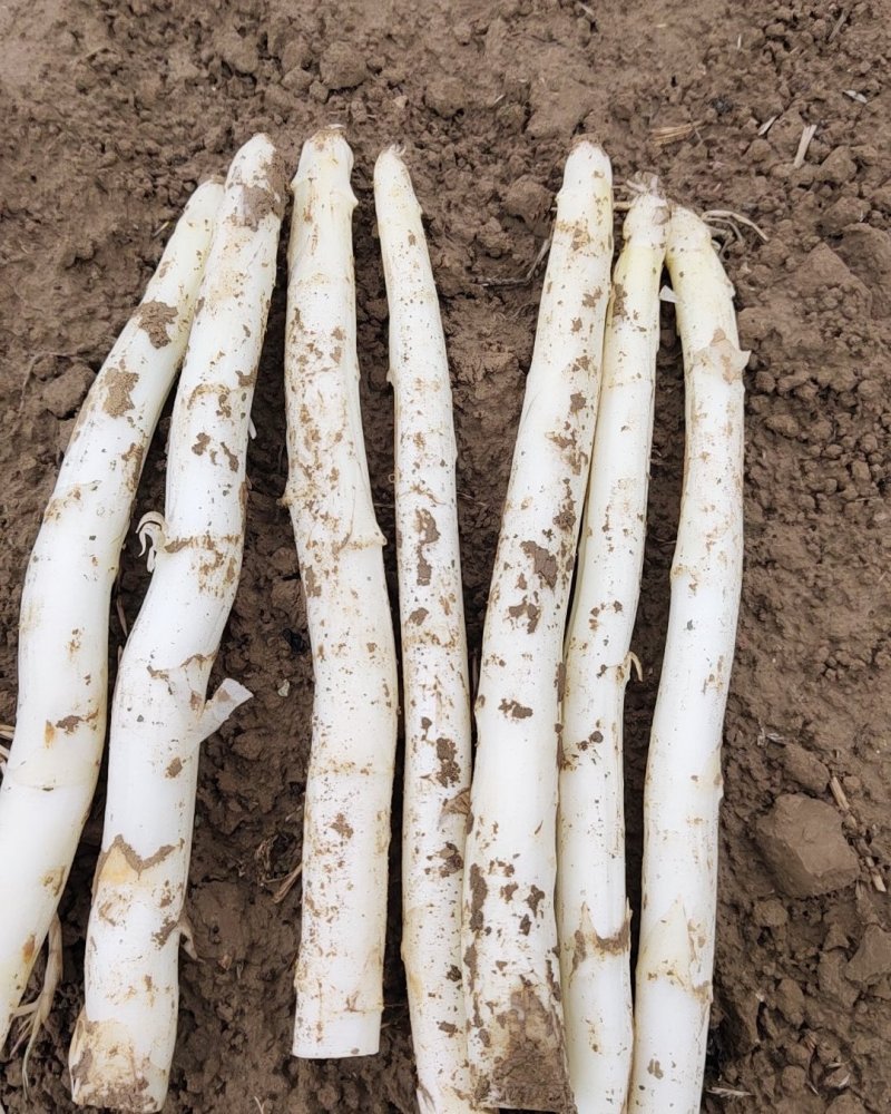 产地直供新鲜优质白芦笋量大从优一次合作终生朋友！