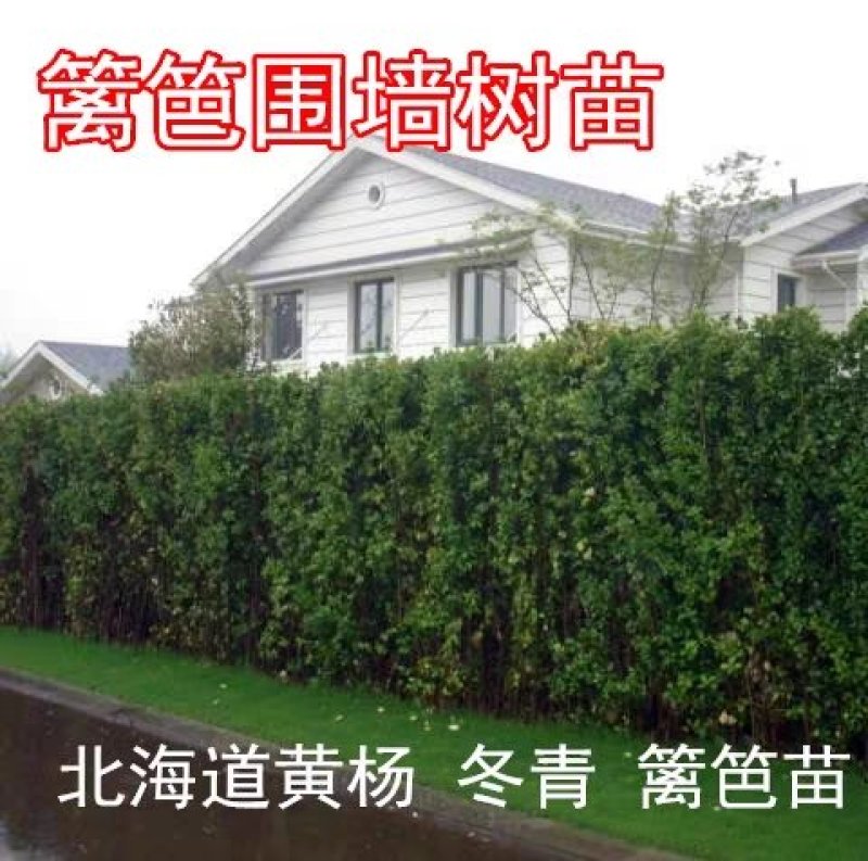 基地直销大叶北海道黄杨苗冬青树苗四季常青耐寒庭院绿篱量大