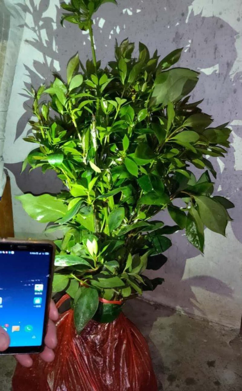 八角树苗广西古龙大红八角嫁接苗，有陈平种，罗马种东荣种