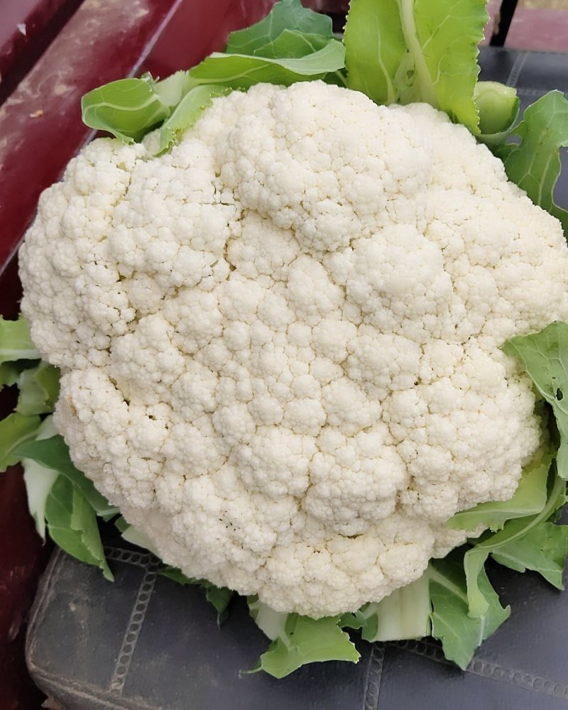 河南新野有机花菜长期货源可视频看货欢迎大家前来选购。