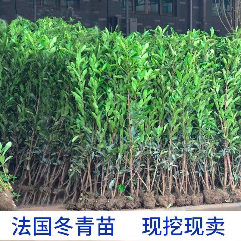 基地直销法国冬青苗珊瑚树庭院篱笆墙四季常青量大价优