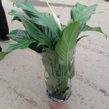 精品一帆风顺，青州基地直发