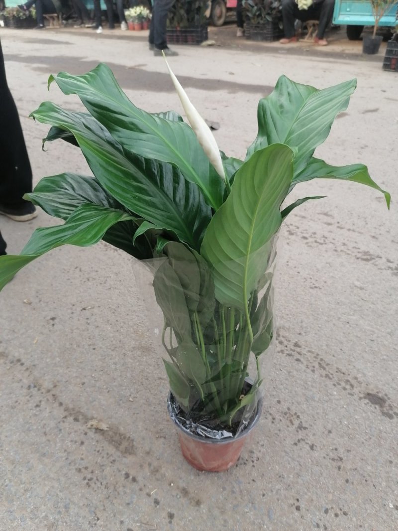 精品一帆风顺，青州基地直发