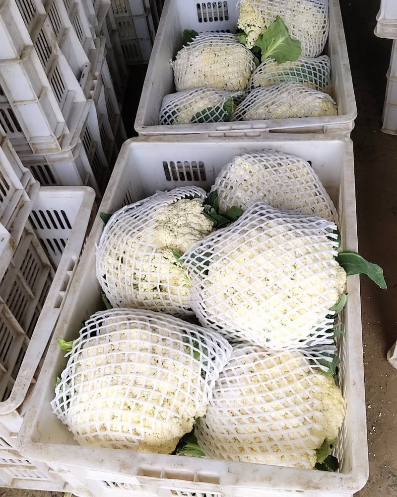 河南新野有机花菜长期货源可视频看货欢迎大家前来选购。