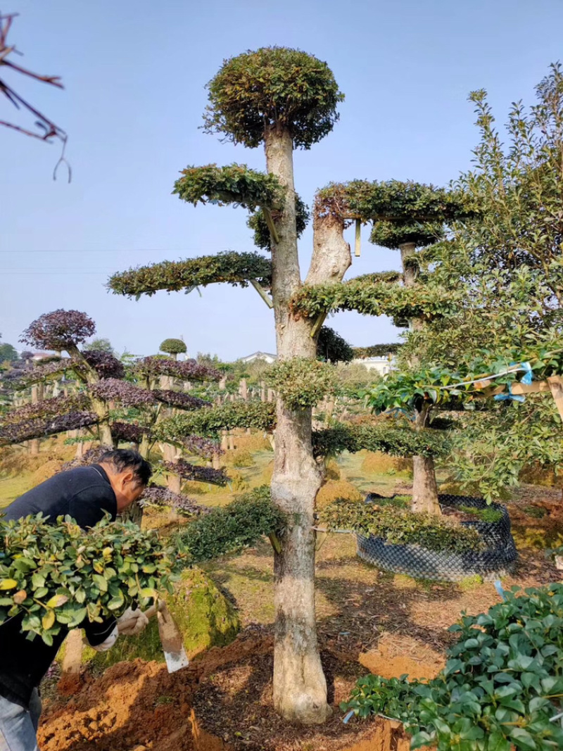 精品造型罗汉松，日本罗汉松小苗造型美观包成活