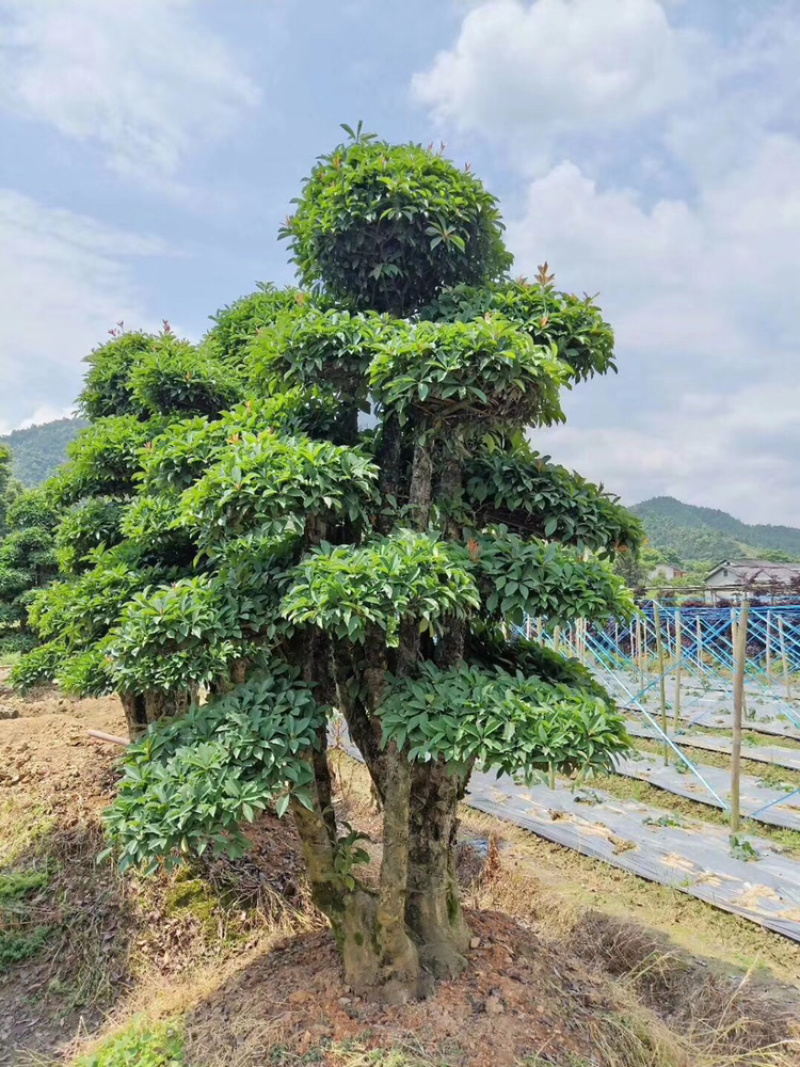 精品造型罗汉松，日本罗汉松小苗造型美观包成活