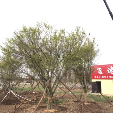 鸡爪槭/小叶鸡爪槭/20公分鸡爪槭/26公分鸡爪