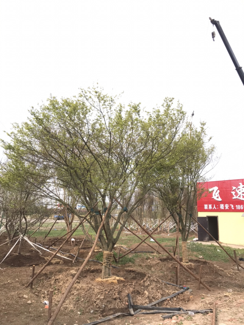 鸡爪槭/小叶鸡爪槭/20公分鸡爪槭/26公分鸡爪