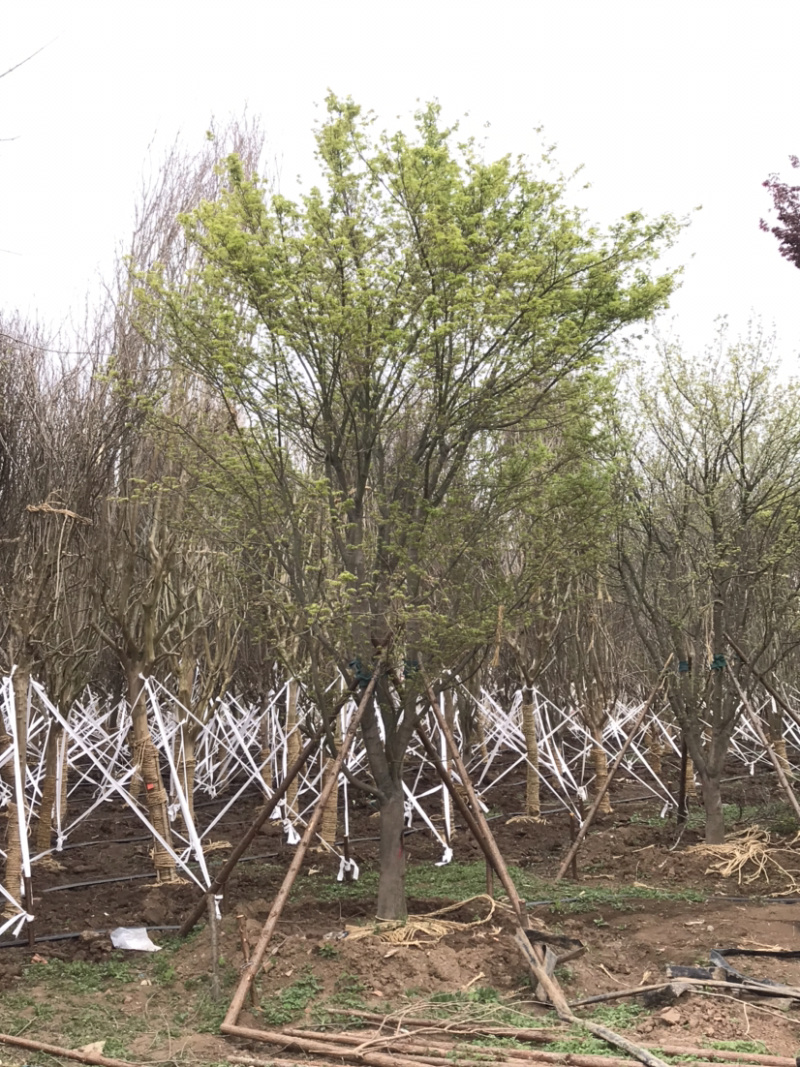 鸡爪槭/小叶鸡爪槭/20公分鸡爪槭/26公分鸡爪