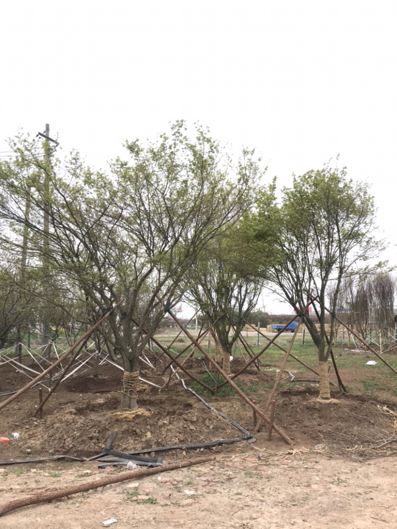 鸡爪槭/小叶鸡爪槭/20公分鸡爪槭/26公分鸡爪
