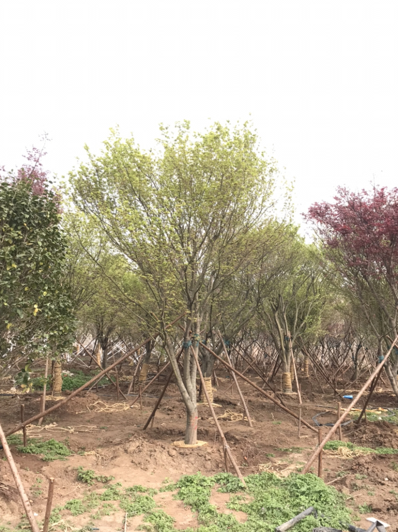 鸡爪槭/小叶鸡爪槭/20公分鸡爪槭/26公分鸡爪